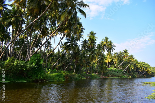 Coconut trees on the banks of a river