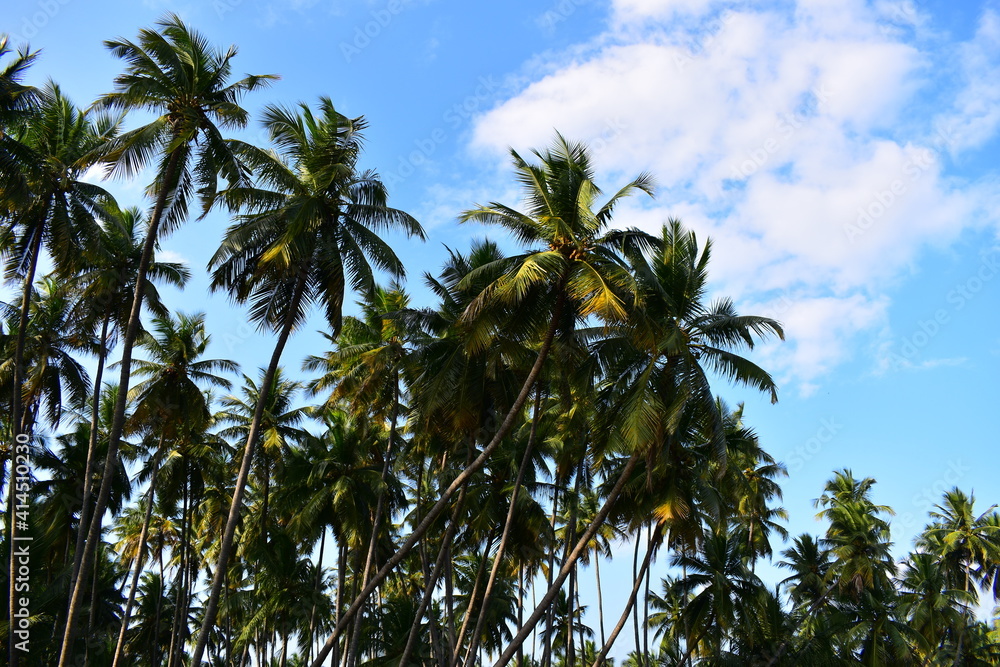 Coconut trees on the banks of a river