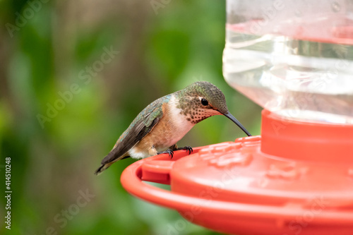 Female Allen's Humingbird Feeding on sugar water photo