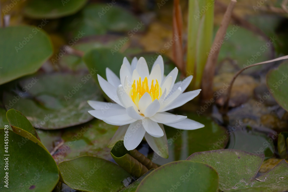 White Waterlily Flower with opened petals White Waterlily Flower with opened petals