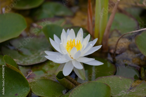 White Waterlily Flower with opened petals
