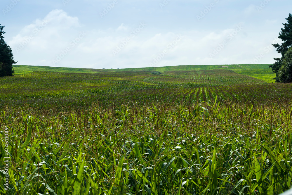 agricultural field where green corn grows agricultural field where green corn grows