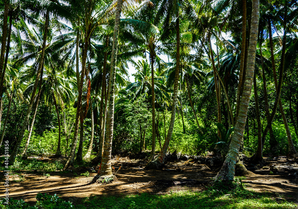 Fototapeta premium French Polynesia, Marquesas, Nuku Hiva, beautiful nature in the center of the island. 