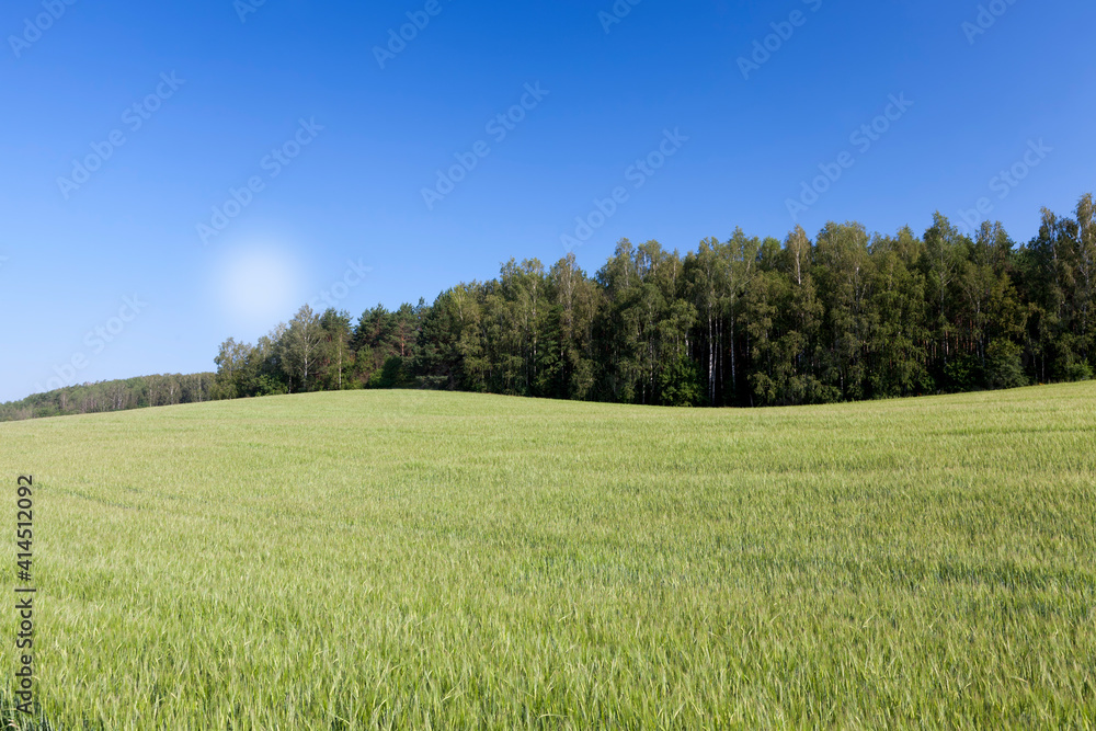 an agricultural field sown with unripe wheat cereals an agricultural field sown with unripe wheat cereals