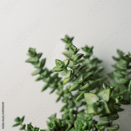 succulent on white background