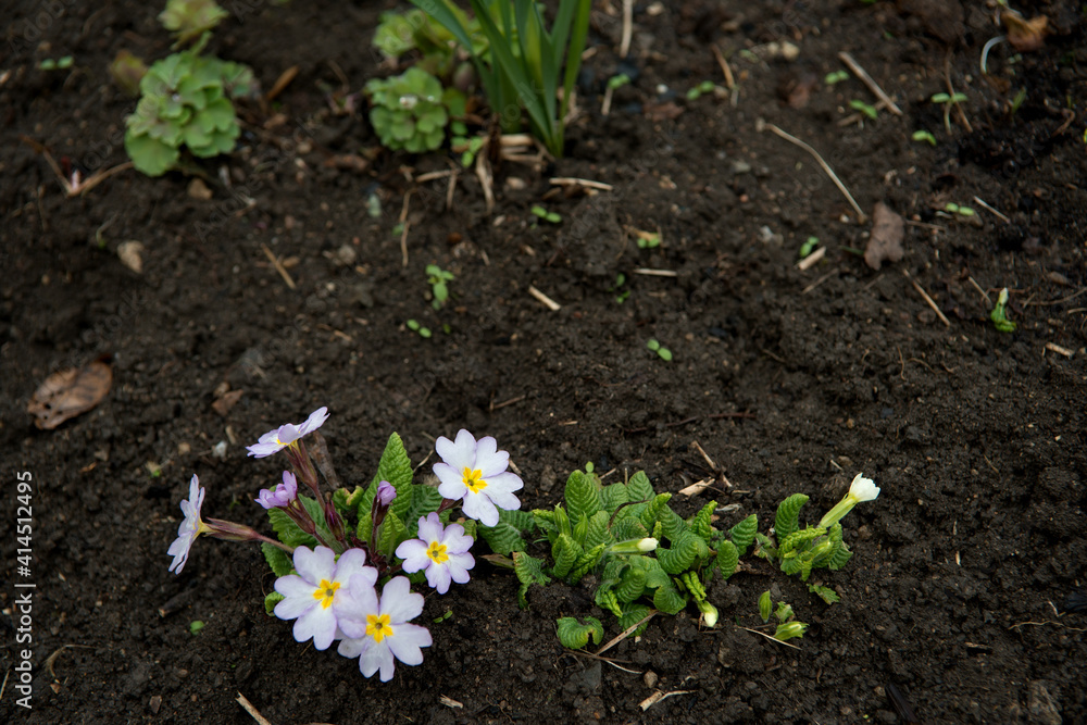 Small shrubs spring garden flowers primrose, Primula. Background. Small shrubs spring garden flowers primrose, Primula. Background.