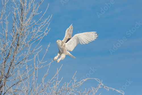 Canada, Ontario. Female snowy owl in flight.