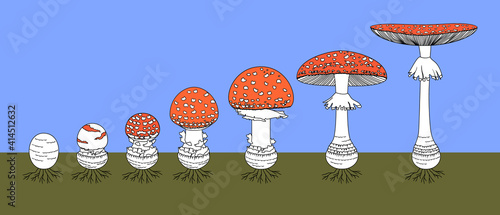 Life cycle of red fly agaric mushroom. Stages of fly agaric (Amanita muscaria) fruiting body matures