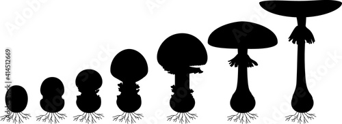 Black silhouette life cycle of fly agaric mushroom. Stages of fly agaric (Amanita muscaria) fruiting body matures isolated on white background