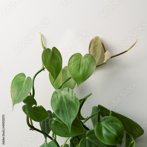 houseplant on white background photo