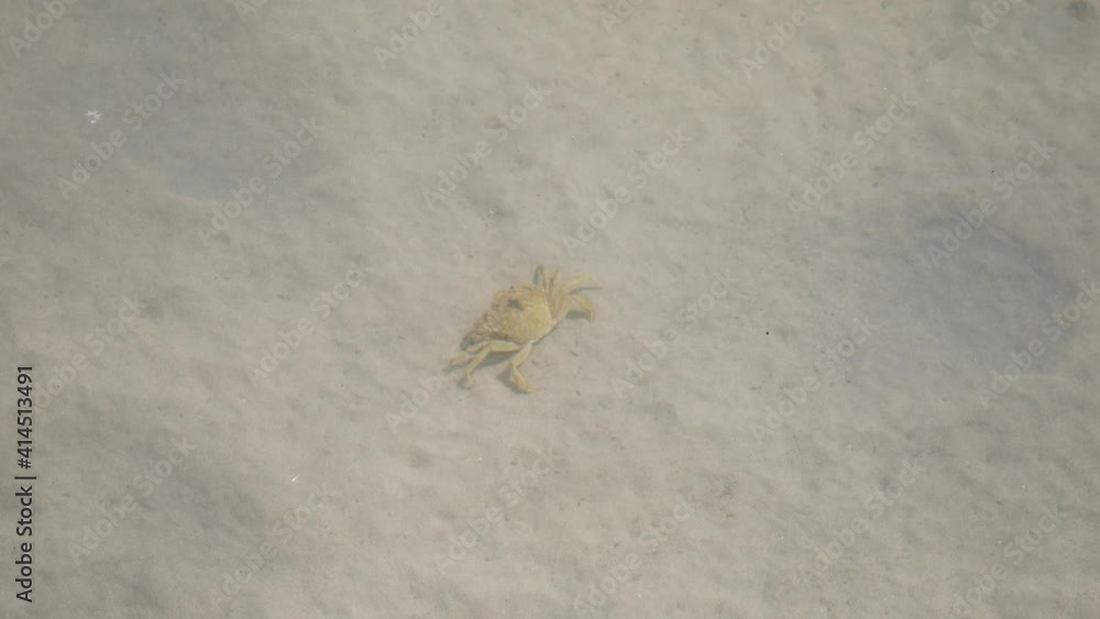 crab and fishes in the lagoon of Porto Cesareo in Salento, Lecce, Apulia, Italy crab and fishes in the lagoon of Porto Cesareo in Salento, Lecce, Apulia, Italy