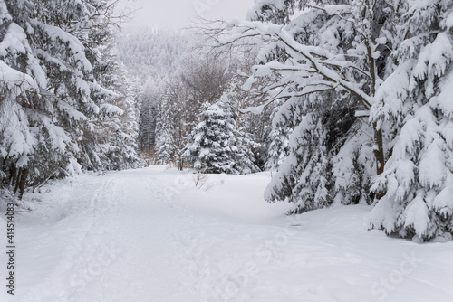 Zima w lesie w Górach Izerskich w Polsce. © boguslavus