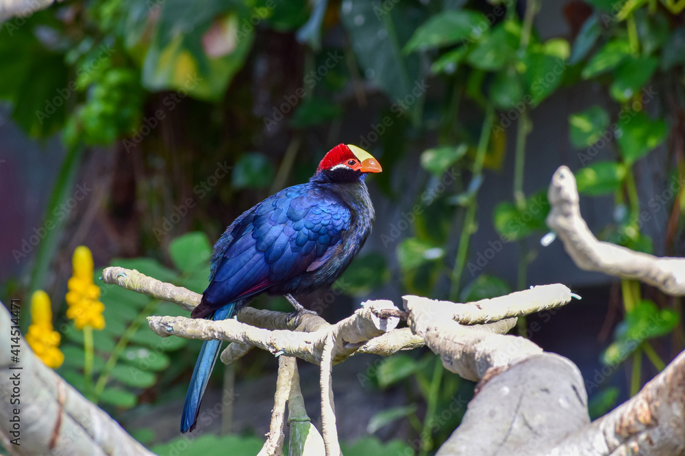 Blue bird with bright plumage on its head in the Zoological garden Blue bird with bright plumage on its head in the Zoological garden