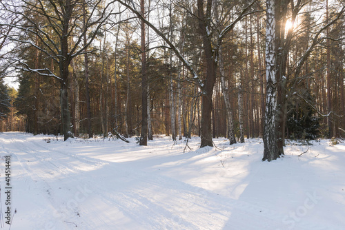 Las zimą, pokryty grubą warstwą śniegu w słoneczny dzień. © boguslavus