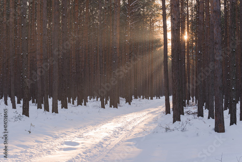 Fototapeta Naklejka Na Ścianę i Meble -  Droga w sosnowym lesie zimą, oświetlona światłem zachodzącego słońca.
