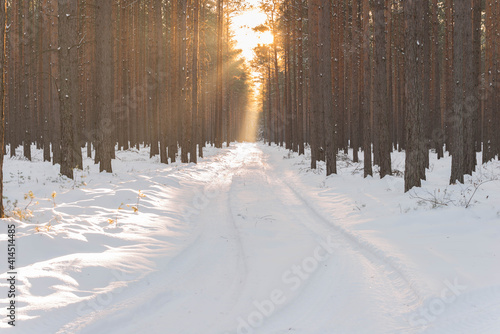 Droga w sosnowym lesie zimą, oświetlona światłem zachodzącego słońca.