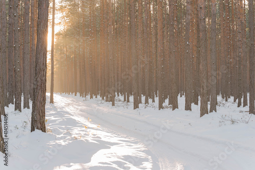 Fototapeta Naklejka Na Ścianę i Meble -  Droga w sosnowym lesie zimą, oświetlona światłem zachodzącego słońca.