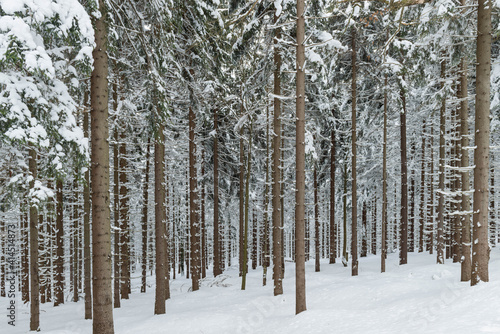 Zima w lesie w Górach Izerskich w Polsce.