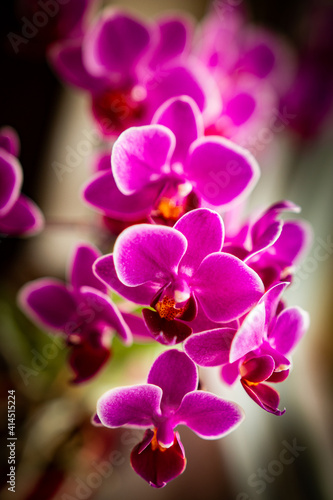 Close up orchid with intense pink and white color in day light with selective focuse and blured backround