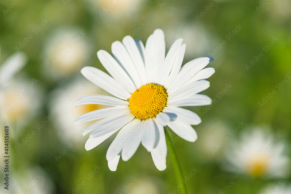 Close up for beautiful white daisy on green natural background, sunlight Close up for beautiful white daisy on green natural background, sunlight