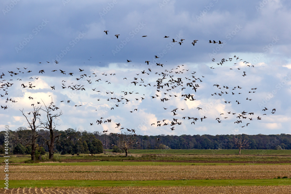 Many different species of geese spend the winter in Mecklenburg and Brandenburg.
