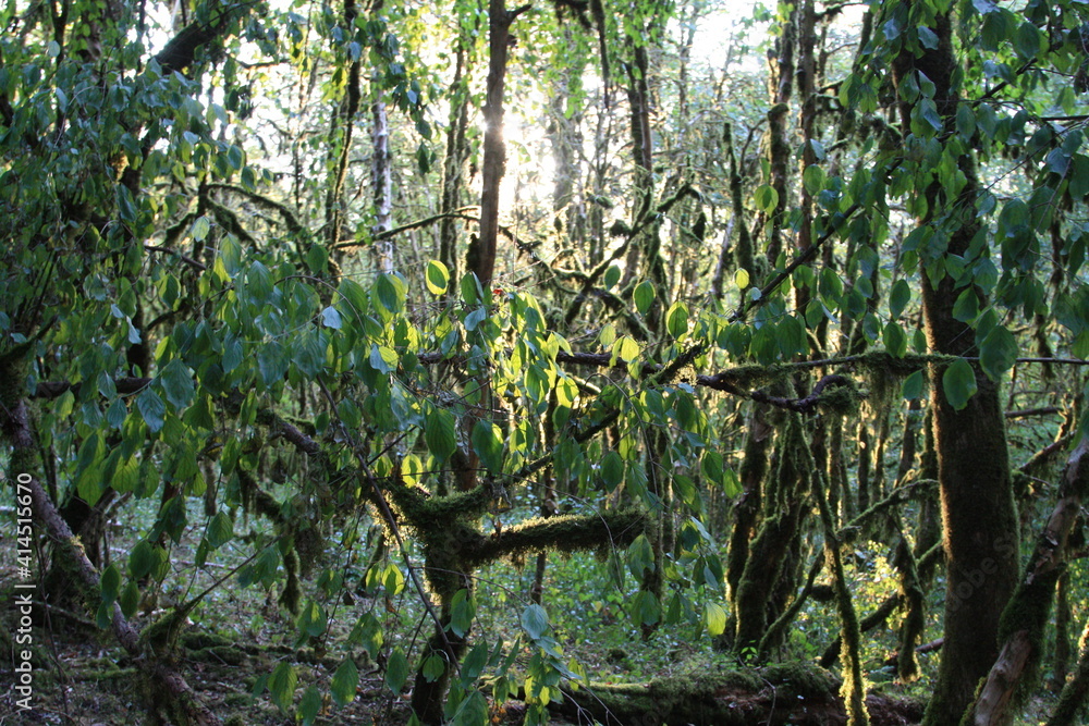 Obraz premium You're my enchanted forest