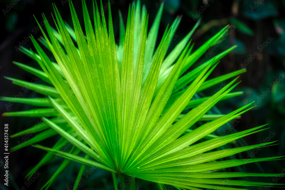 Fototapeta premium Palme