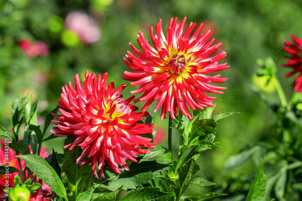 Beautiful red dahlia flowers in the garden on green leaves background. Beautiful red dahlia flowers in the garden on green leaves background.