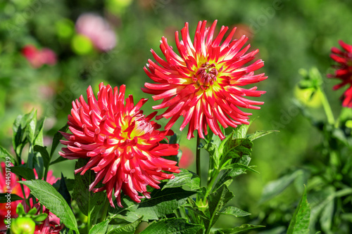 Beautiful red dahlia flowers in the garden on green leaves background.
