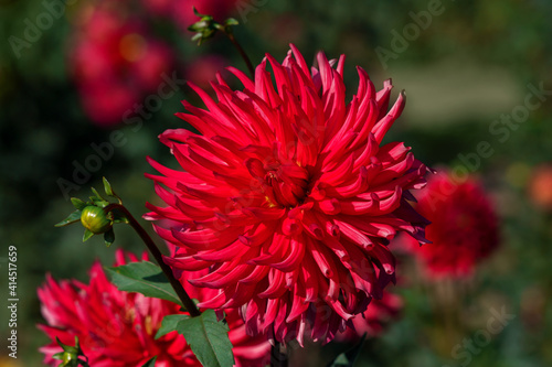 Beautiful red dahlia flowers in the garden on green leaves background.