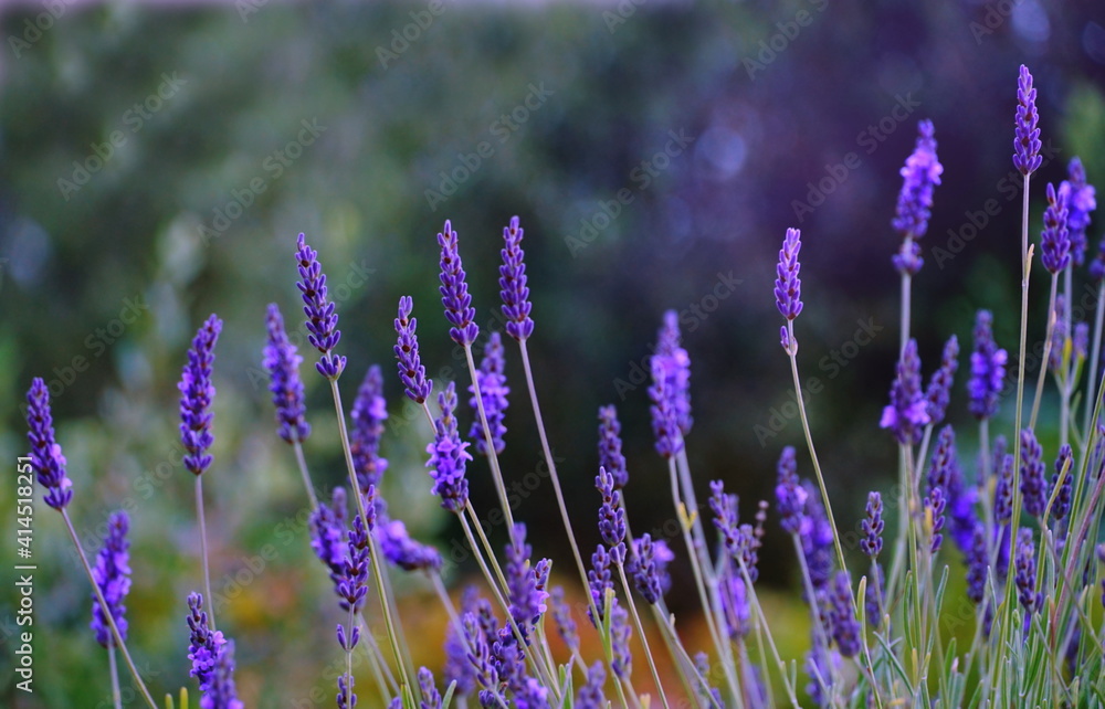 Violet lavender flower blooming twigs