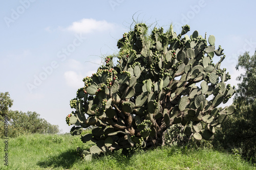 Cactus