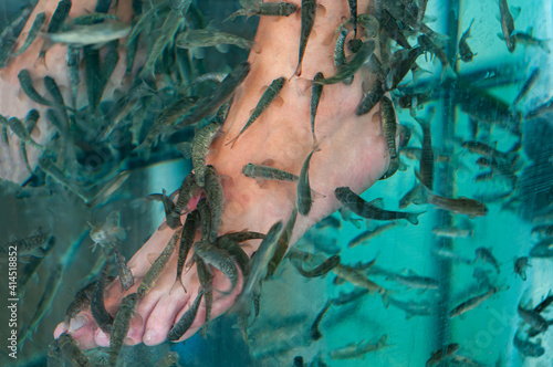 Fish foot peeling as a new modern spa treatment with fish in an aquarium with blurred bokeh. foot peeling, skin cleaning,