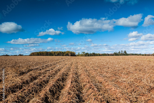Canada, Prince Edward Island, White Sands. Agricultural field in autumn.