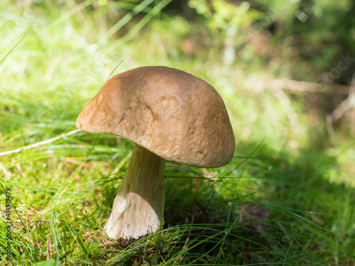 Close up small edible boletus mushroom, Boletus edulis on bright green forest grass and moss, selective focus