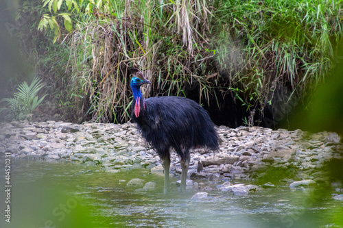 A cassowary in Daintree National Park, Queensland, Australia ca