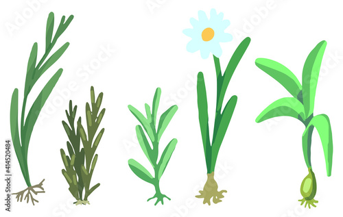 Gardening, cute plants with roots. Collection of hand drawn vector stock illustrations. Colorful cartoon cliparts isolated on white background. Elements for design, print, decor, postcard, stickers.