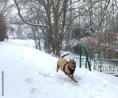 Fototapeta Naklejka Na Ścianę i Meble -  Hund im Schnee