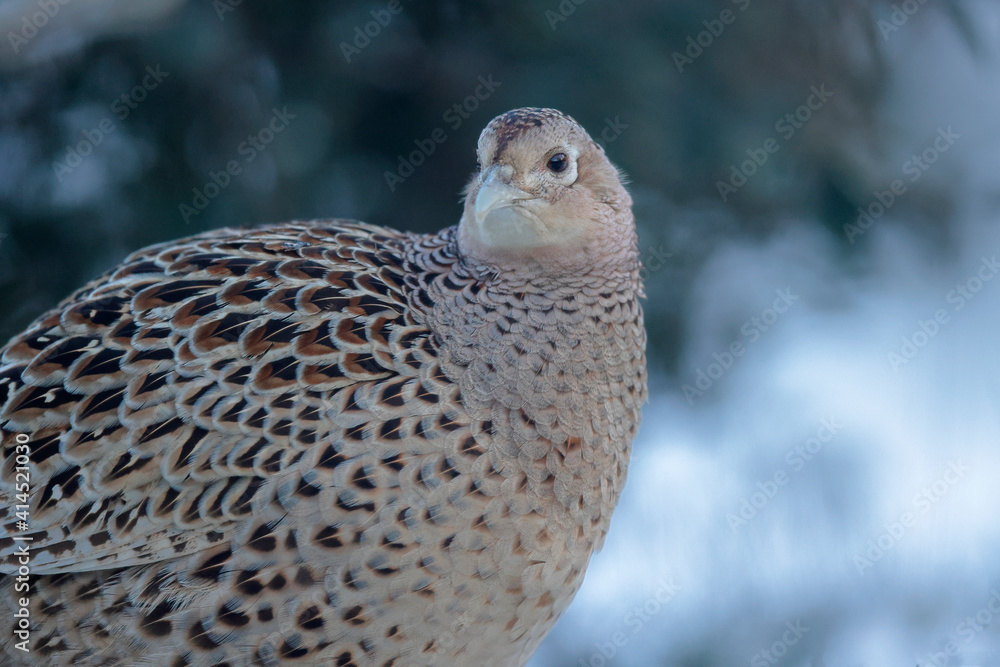 Fototapeta premium Faisan commun Phasianus colchicus en gros plan sur fond de neige