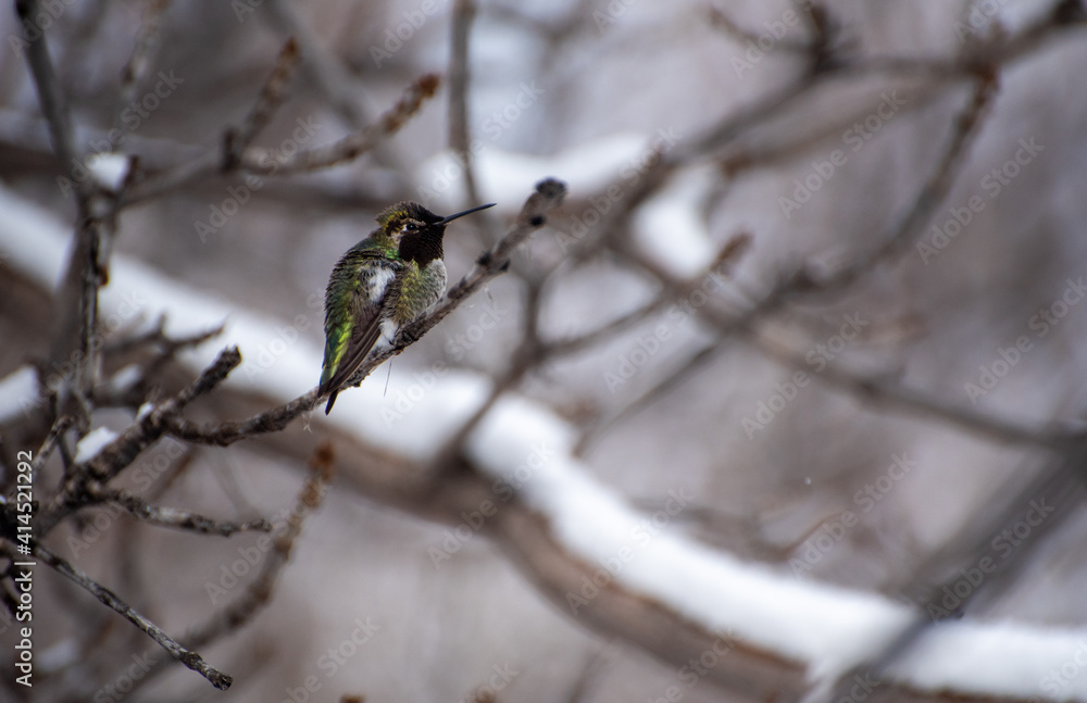 Hummingbird perched on tree branch with snow in winter Hummingbird perched on tree branch with snow in winter