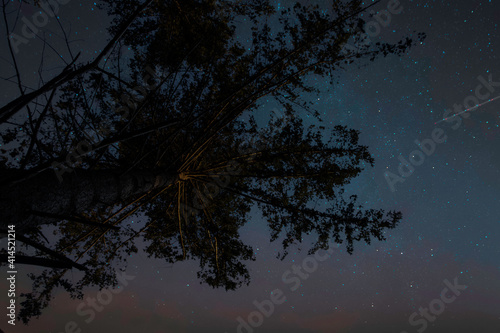 night sky with trees