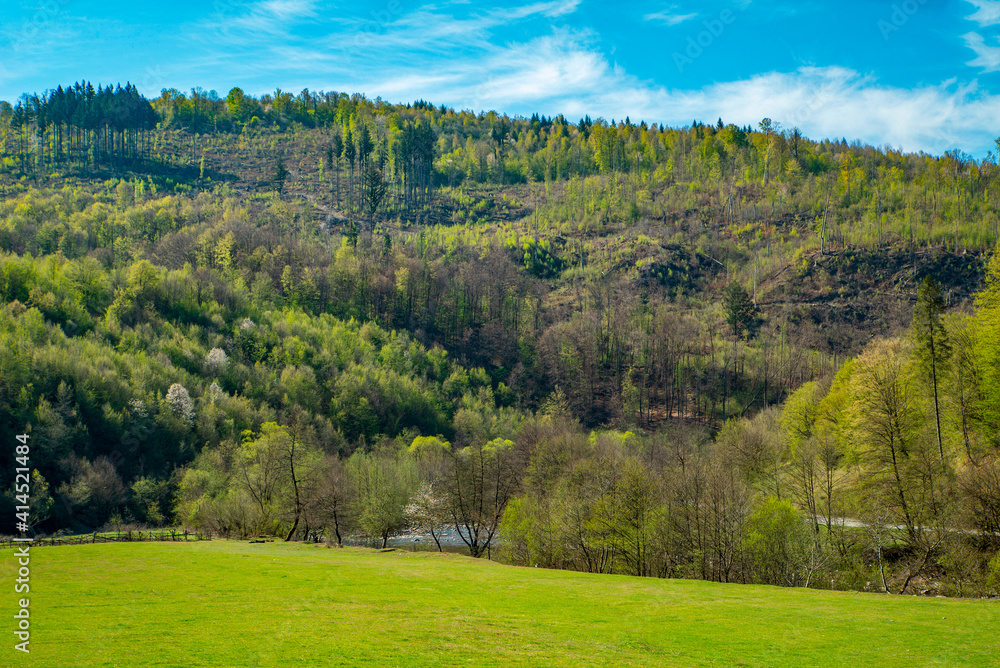 green meadow in front of a mountain covered with forest. Spring season.
