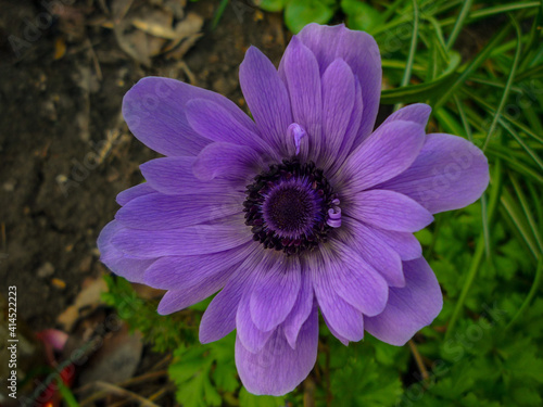 flower spring anemone in the garden