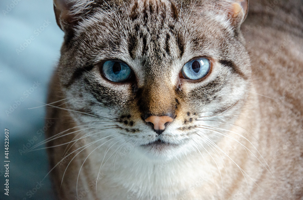 closeup on grey tabby cat face with blue eyes closeup on grey tabby cat face with blue eyes