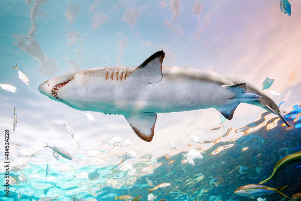Giant scary shark with big teeth mouth under water in aquarium. Sea