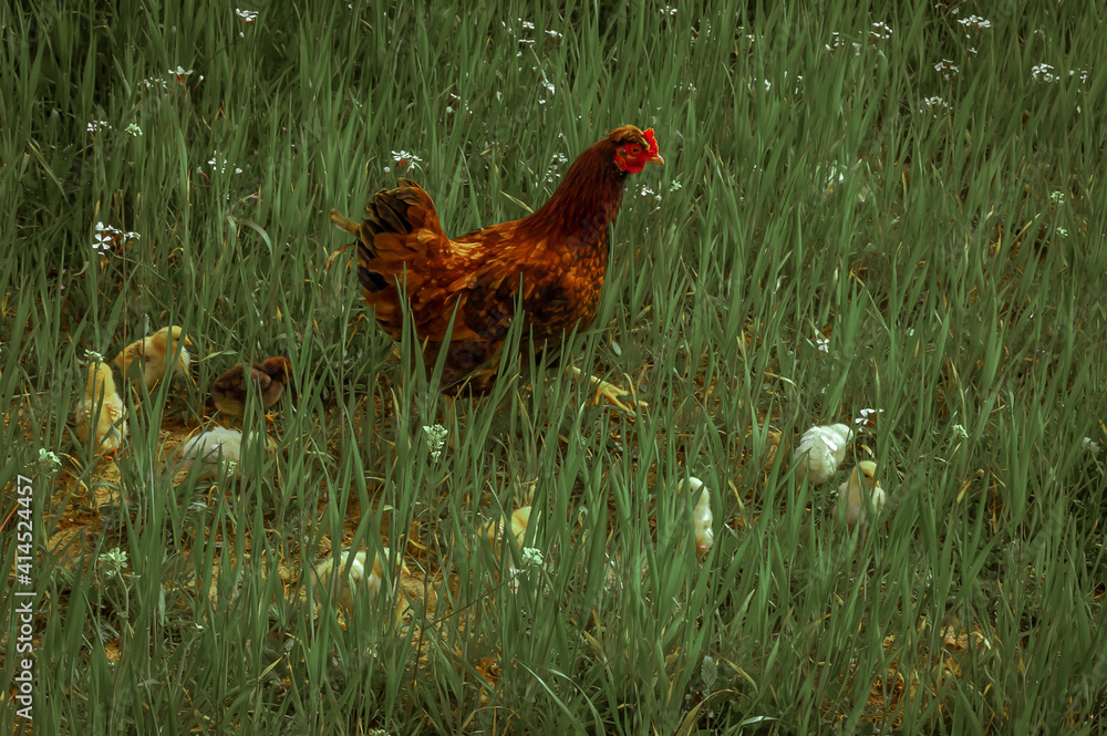 Fototapeta premium chicken in the grass 