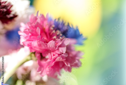 Flower cornflower pink closeup