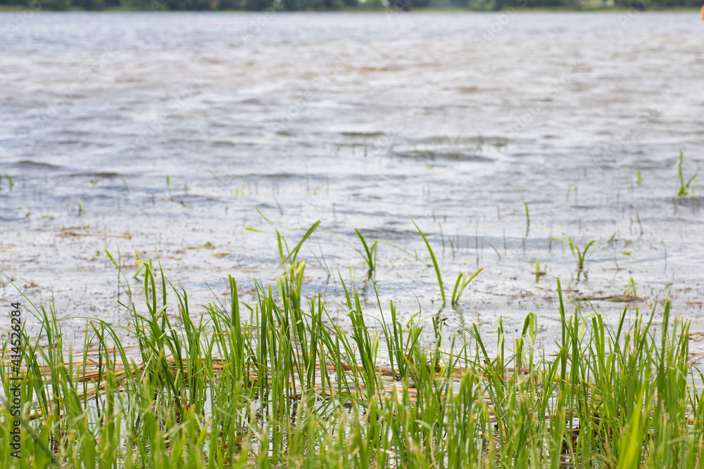 Obraz premium grass near the shore against the background of lake water