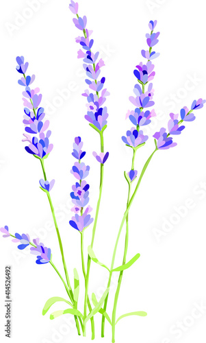 wildflowers  lavender
