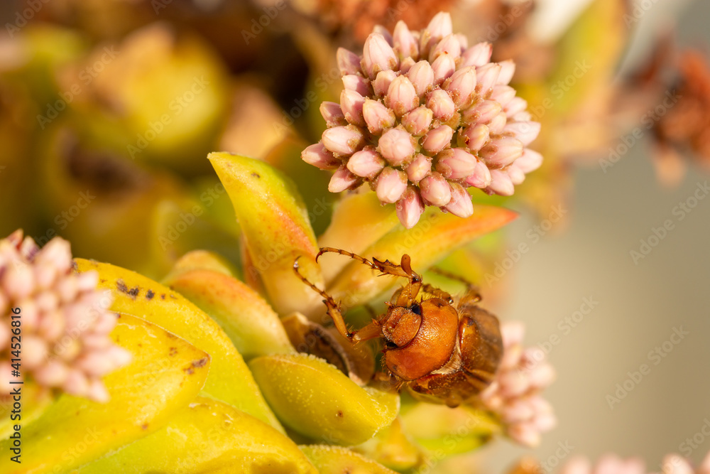 Detail of a Brown Beetle (Blitopertha Polyanor) among the pink flowers of a succulent plant Detail of a Brown Beetle (Blitopertha Polyanor) among the pink flowers of a succulent plant